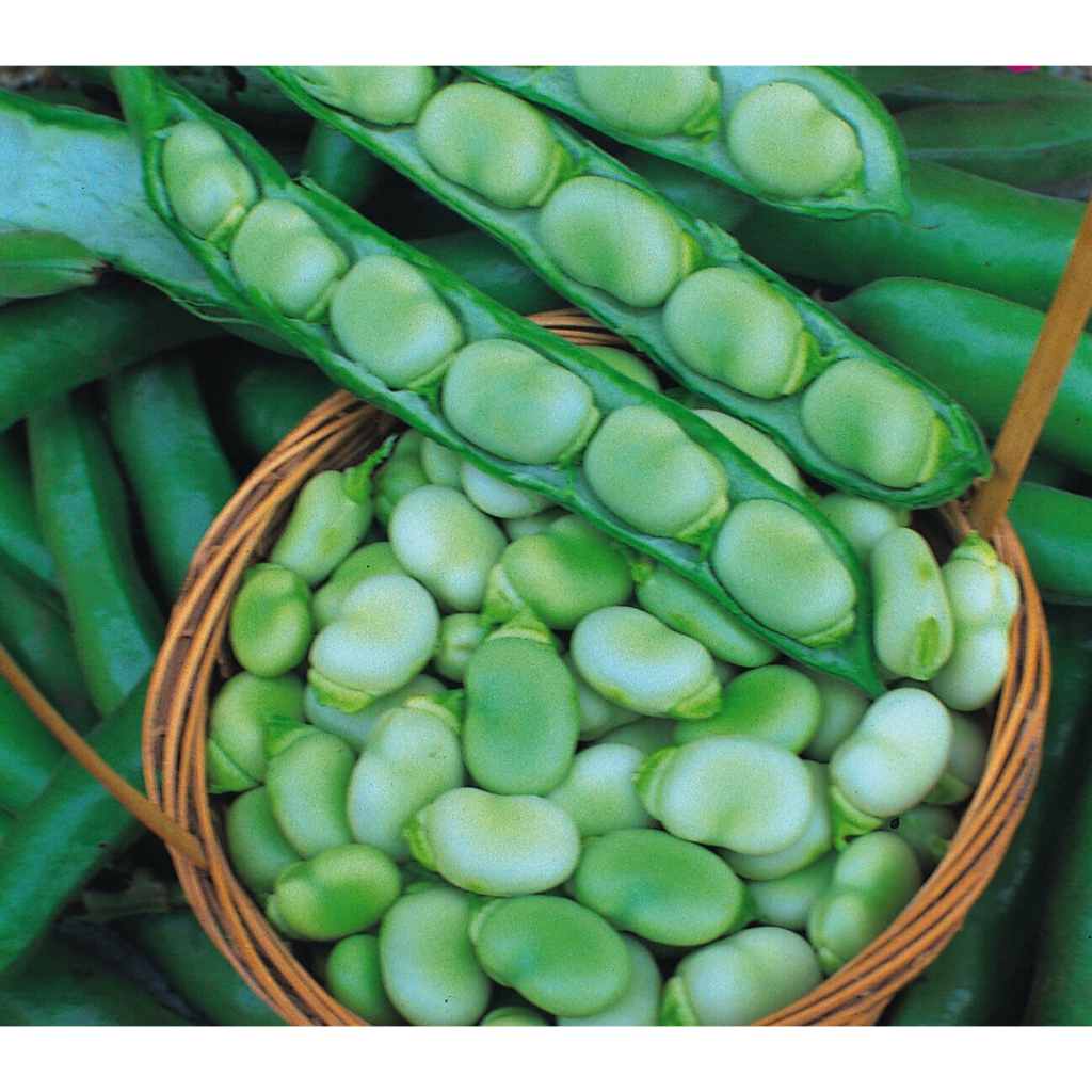 Benih Bibit Biji - Broad Bean Masterpiece Green Fava Bean Seeds - IMPORT