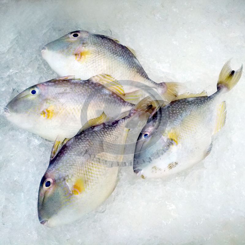 

Ikan Etong segar 1 kg