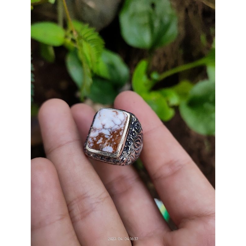 pirus putih urat merah kotak