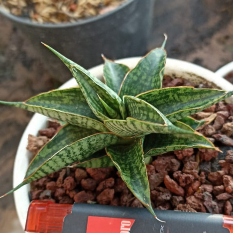 Sanseviera Hybrid Sindoro / Sansivera Hybrid Sindoro