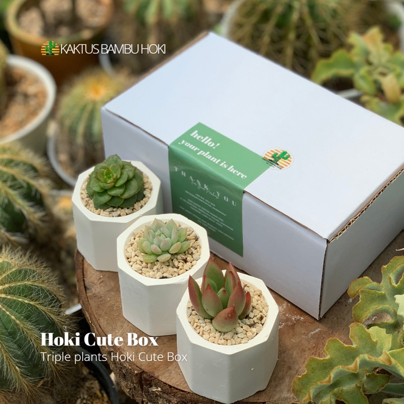 

Hoki Cute Box | Triple plants | Hampers