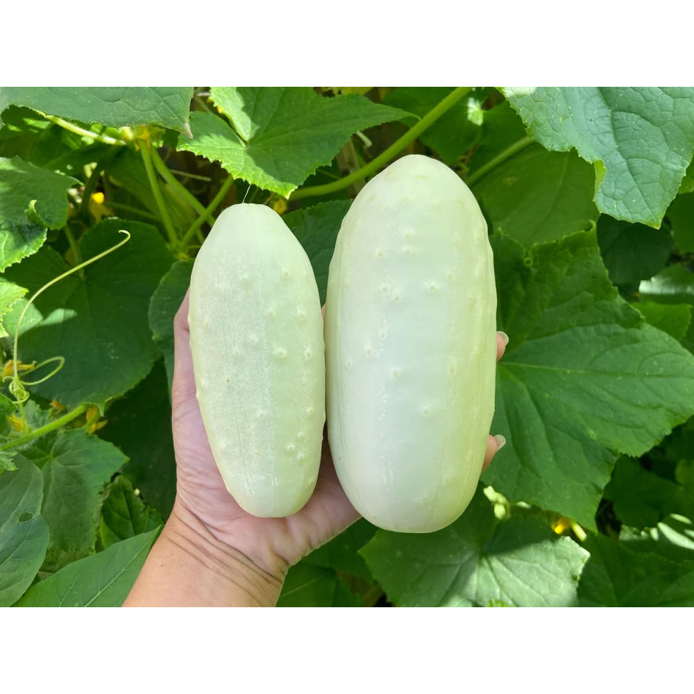 Benih Bibit Biji - Cucumber White Wonder Bianco Lungo Heirloom Seeds - IMPORT