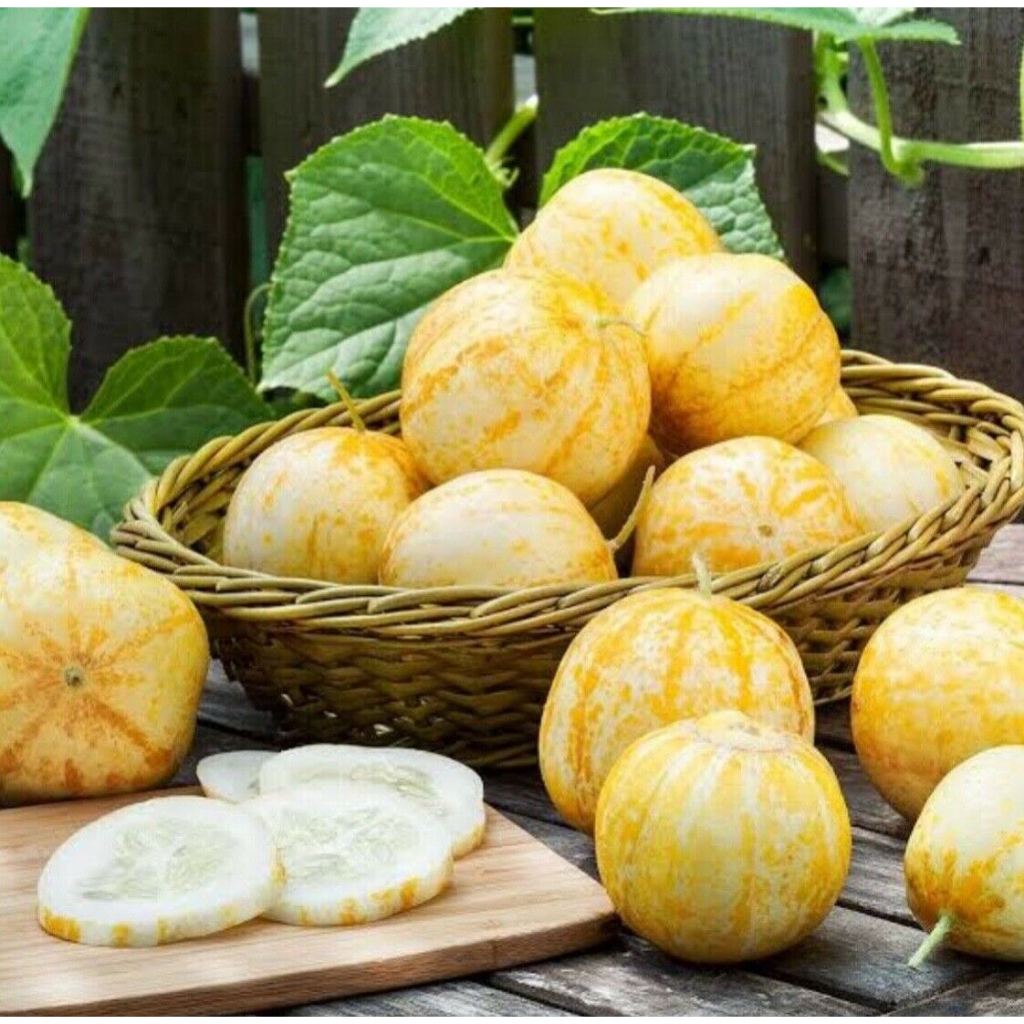 Benih Bibit Biji - Cucumber Crystal Lemon Mentimun Heirloom Seeds - IMPORT