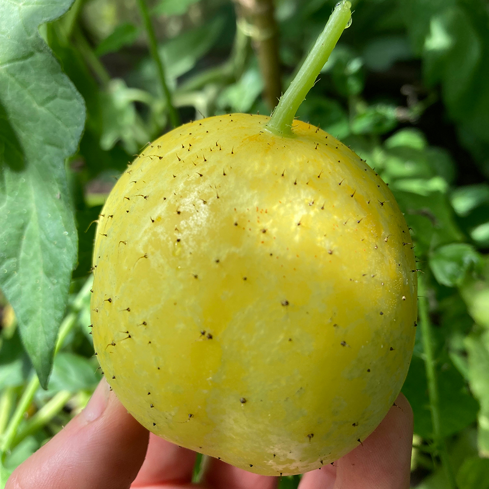 Benih Bibit Biji - Cucumber Crystal Lemon Mentimun Heirloom Seeds - IMPORT