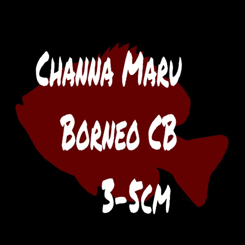 Channa maru Borneo cb 3-5cm