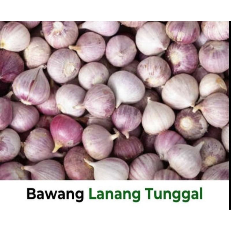 

Bawang lanang 1000 gram size sedang