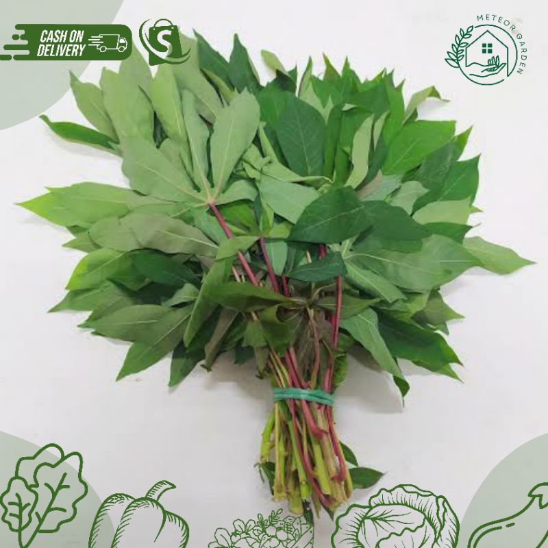 

DAUN SINGKONG 1 IKAT