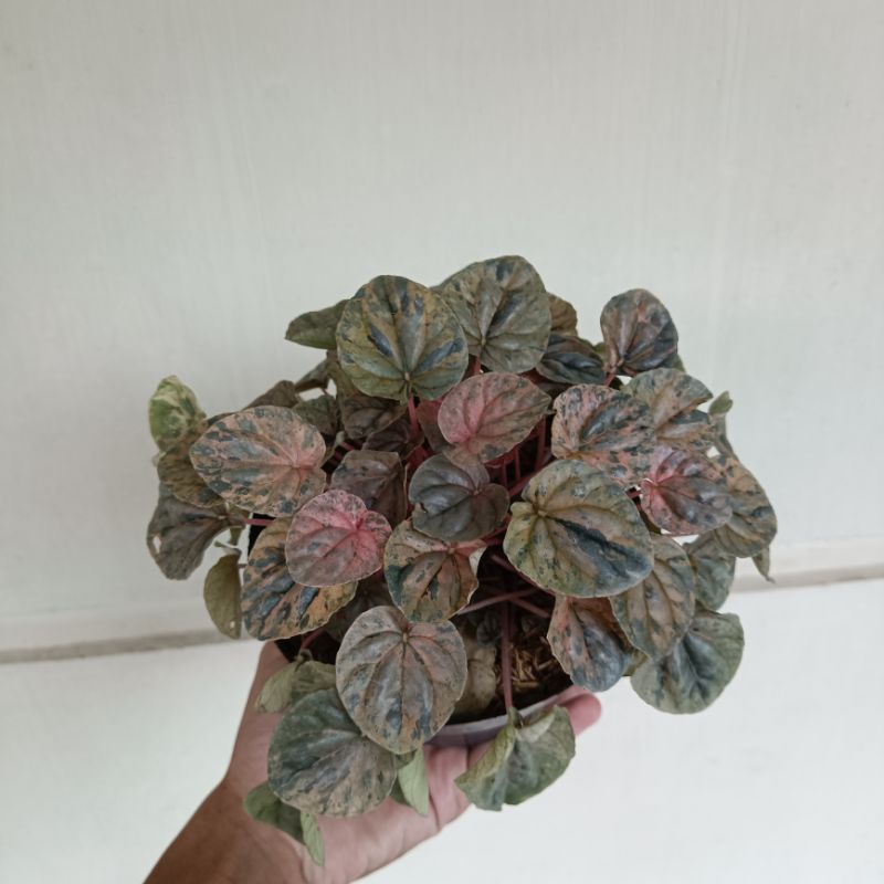 Tanaman hias peperomia pink lady