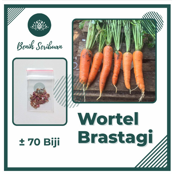 70 Benih Wortel Brastagi Medan Super Bibit Tanaman Sayuran Dataran