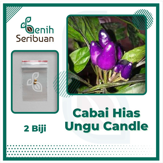 2 Benih Cabe Hias Ungu Purple Candle Light Tanaman Hias Cabai Unik