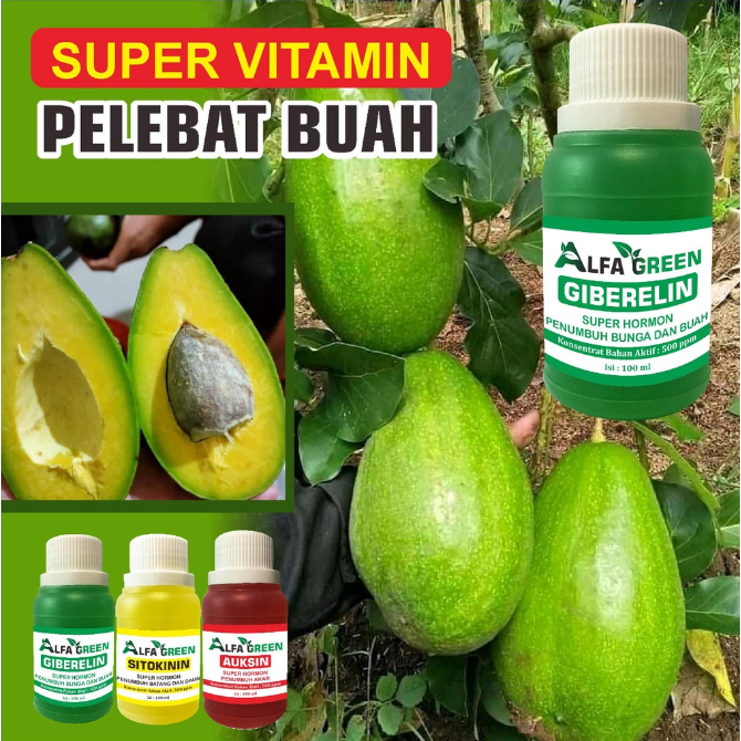 Hormon Giberelin (perangsang bunga dan buah)