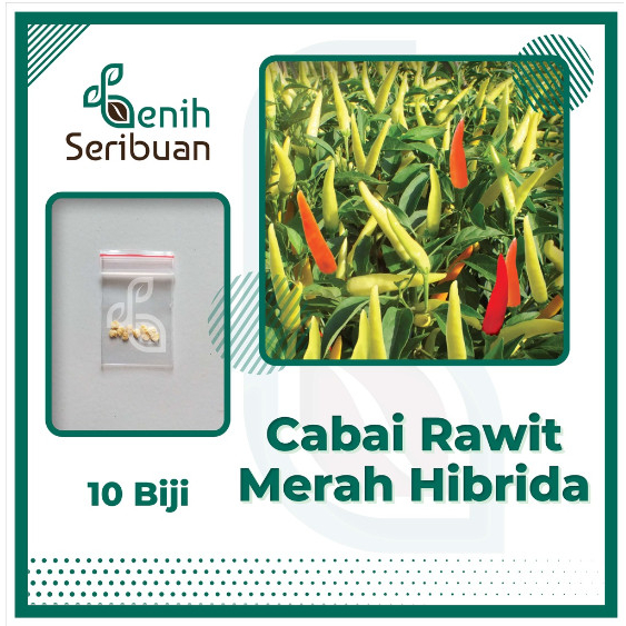 10 Bibit Cabe Rawit Setan Hibrida F1 Lentera Benih Cabai Rawit Merah