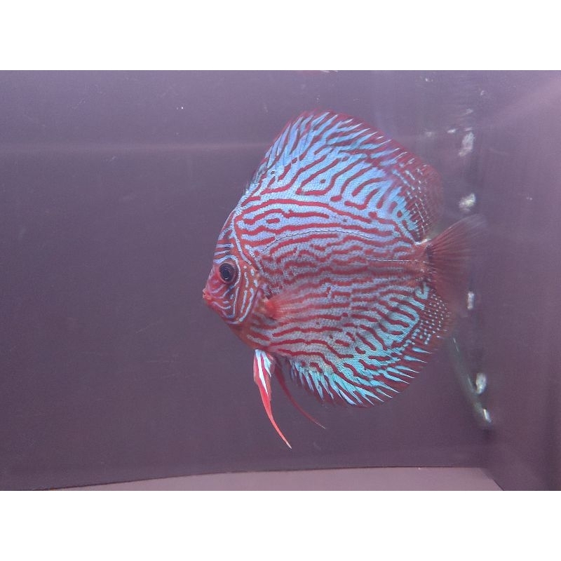

Ikan Discus Altum Flora 4 Inch Import From YCID Malaysia