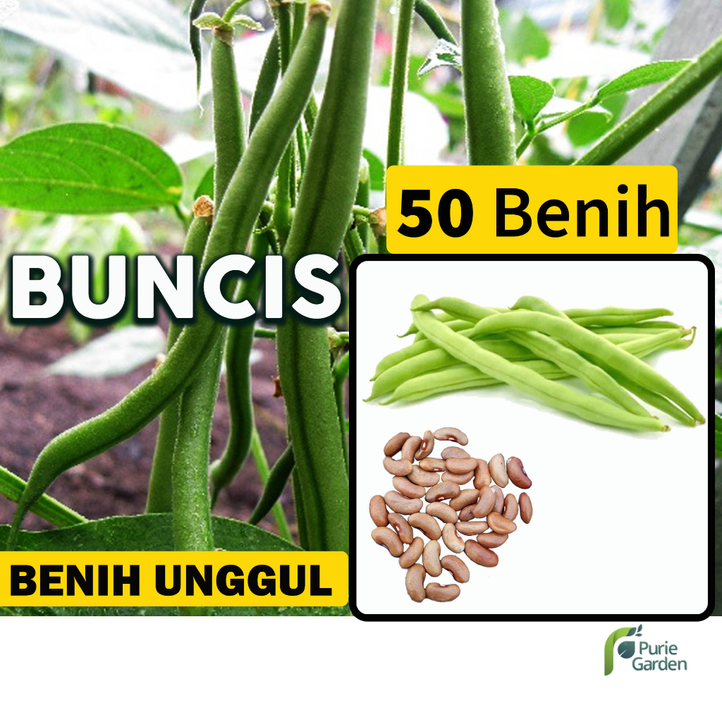 Benih Bibit Buncis 20 Benih Dua Ribuan PG SBY