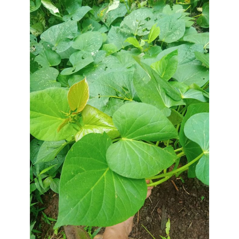 setek bibit ubi Cilembu bibit ubi jalar madu