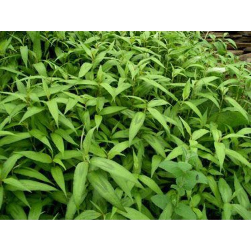 

Daun Kesum Segar Laksa leaf Vietnam Mint per lembar