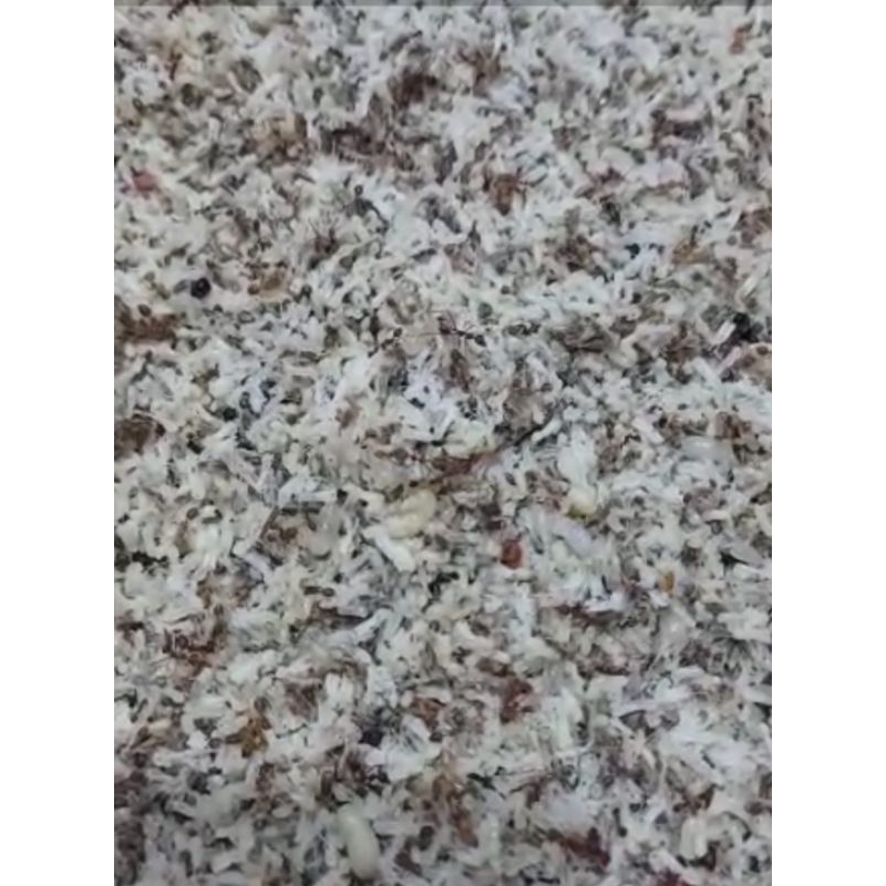 kroto (telor semut rangrang) 500-1000gr