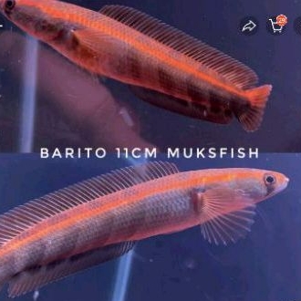 ikan channa RED Barito
