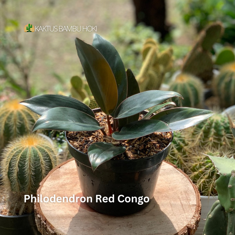 Philodendron Red Congo