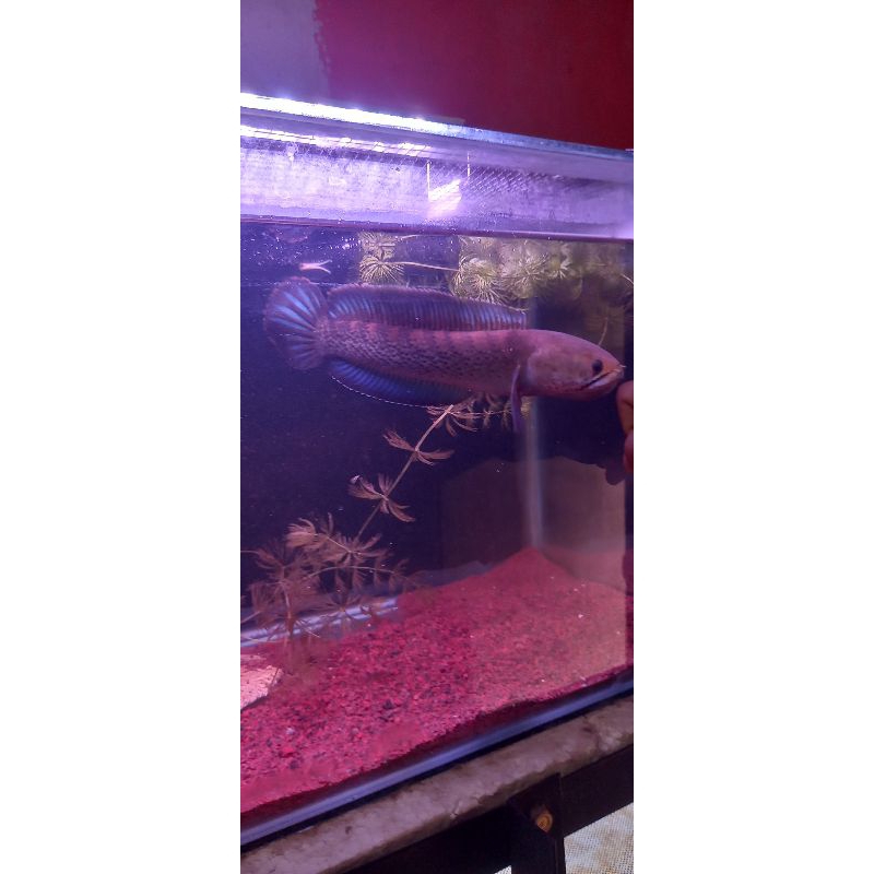 Stewarti Karbialong(full pelet)