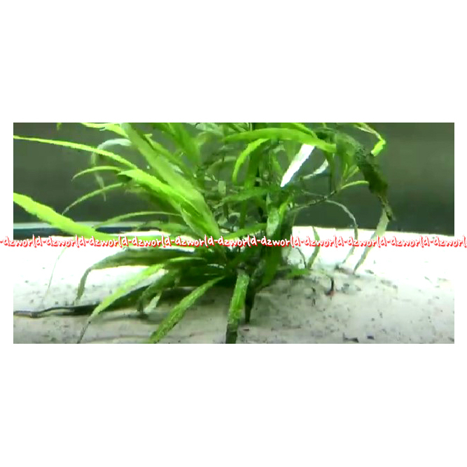 Jbl Sansibar 5kg Pasir Akuarium Natural Substrate For Any Aquarium dan Terrarium Aqua Je Be El Sanibar River White Grey Black 5 kg