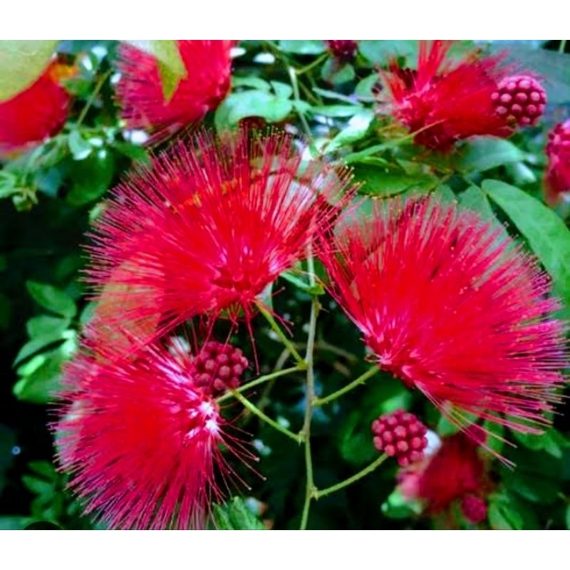 Bibit Kaliandra Lusiana merah