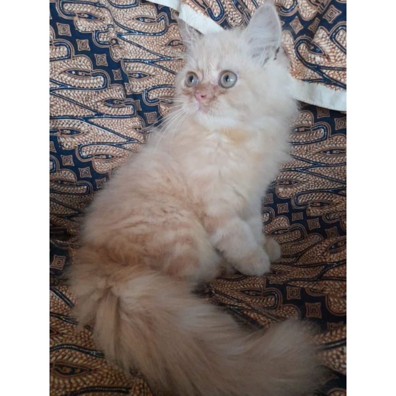 kucing persia mix mainecoon ragdoll bigbone 3 bulan jantan / kucing anggora