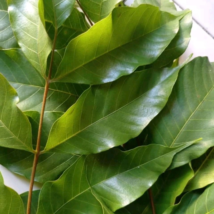 

daun kuda/ kudo / jaranan/ harga per lembar / 1 pcs