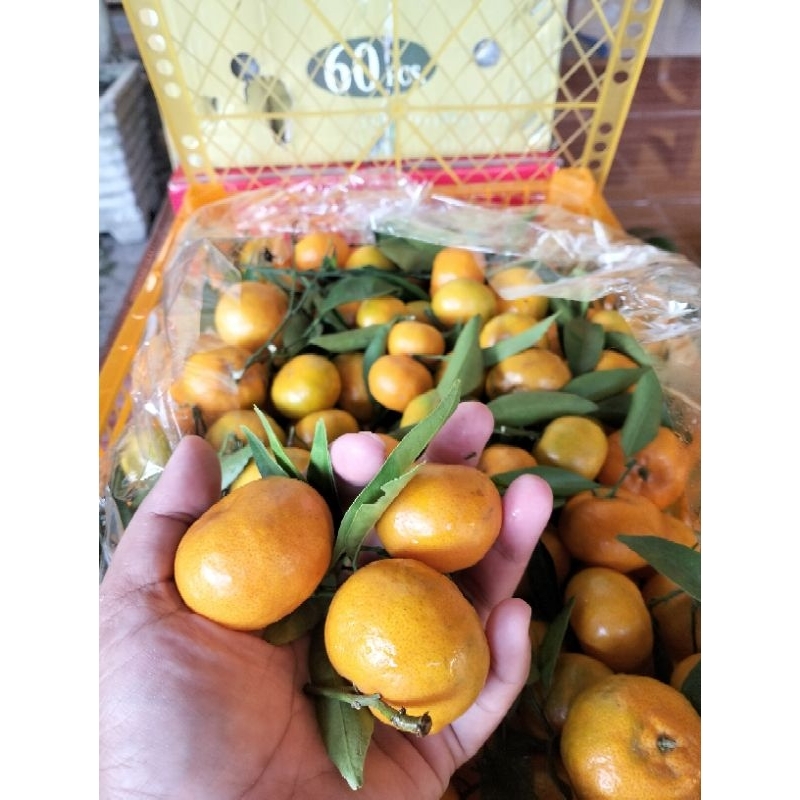 

Buah import dan lokal