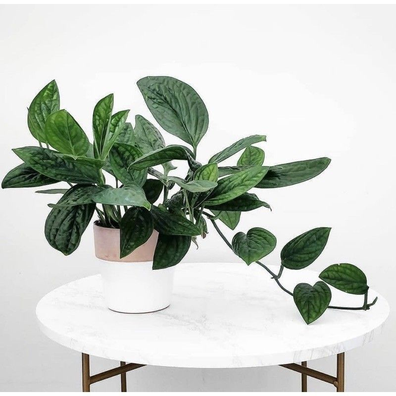 Tanaman hias/pohon hias hidup  sri badak