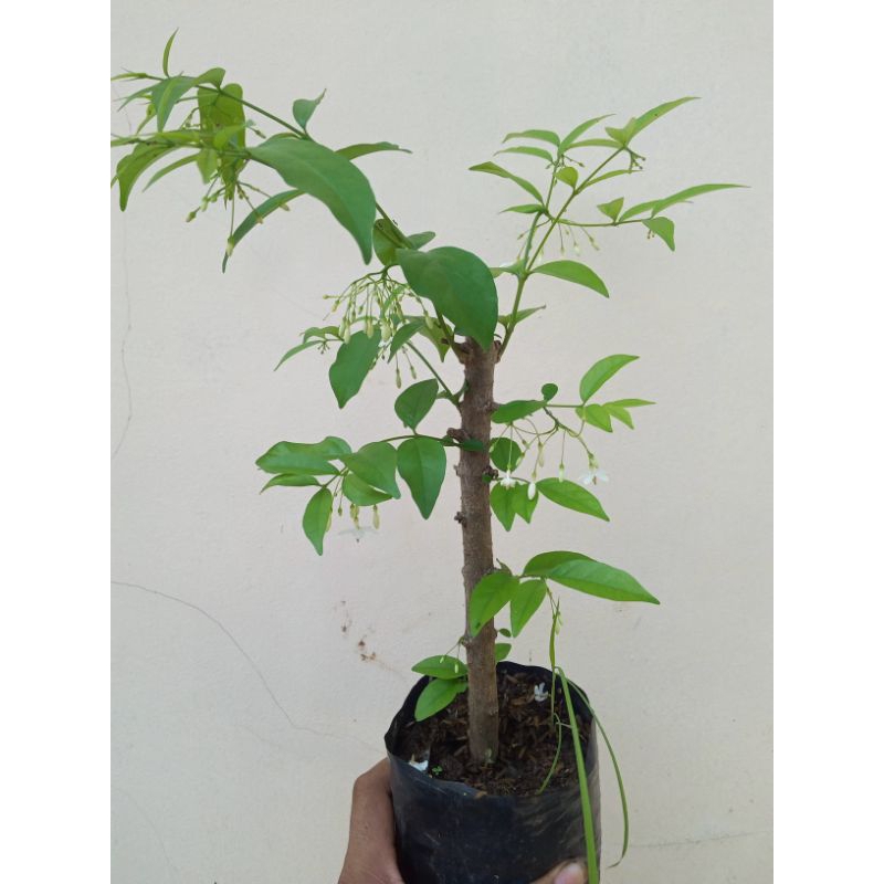 bibit anting putri cangkok