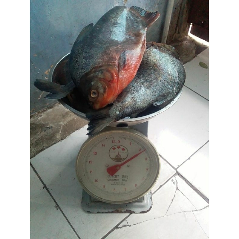 

ikan bawal fress 1kg isi 1-3ekor