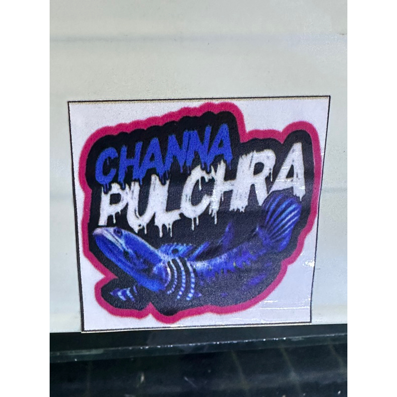 

ChannaPulchra