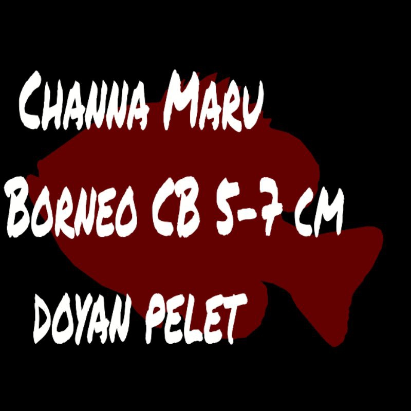 Maru Borneo Cb 5-7cm Full Pelet