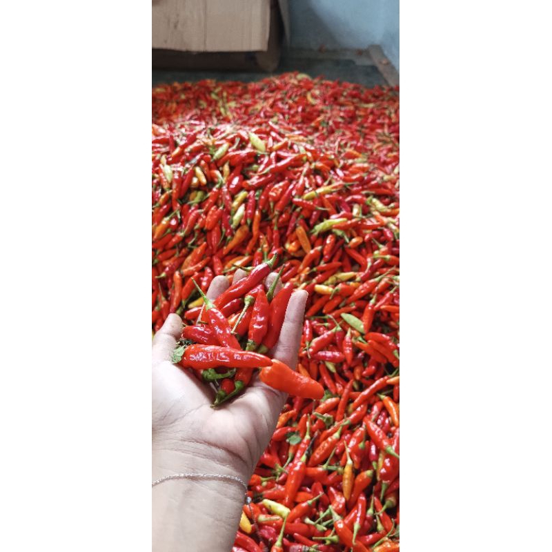 

CABE/ cabe rawit merah 1/2kg 1kg