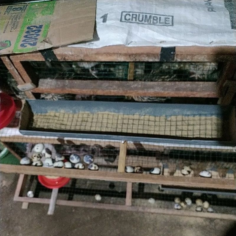 

PAKET TELUR PUYUH FERTIL ACS 10 BUTIR DIJAMIN 99% FERTIL & DAPAT DITETASKAN