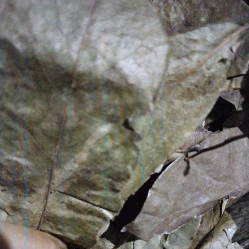 

daun sirsak 10gr kering