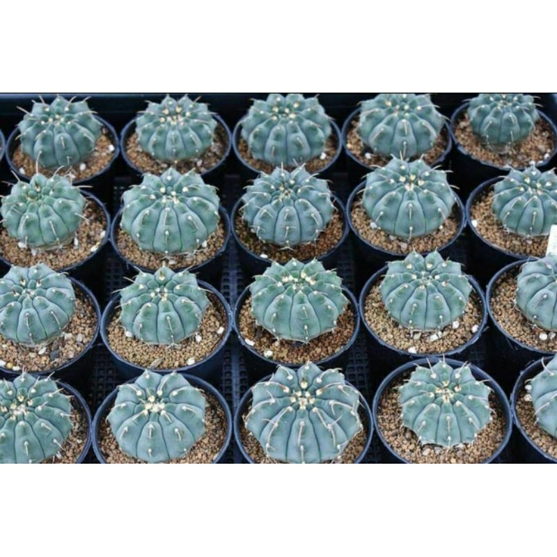 GYMNOCALYCIUM VATTERI / GYMNO VATTERI / KAKTUS IMPORT / KAKTUS OWNROOT