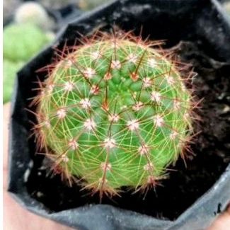 Notocactus ottonis/kaktus import/kaktus ownroot