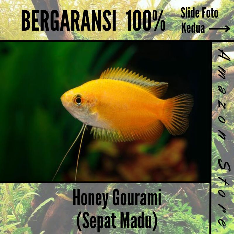 Ikan Sepat Madu / Honey Gourami - Ikan hias air tawar