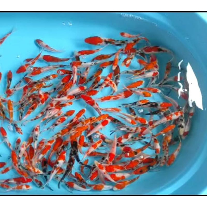 BIBIT KOI UKURAN 3-5CM (PAKET 15EKOR) + BONUS ANAKAN IMPORT X BLITAR