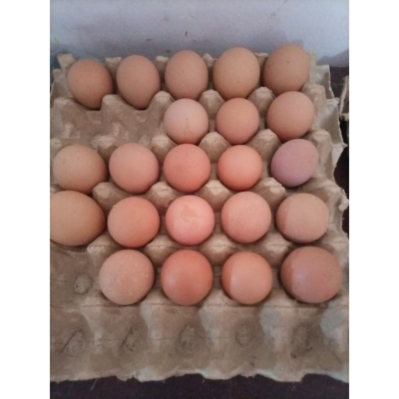 BACA DESKRIPSI| Telur Fertil RedPro, Ayam PETELUR RAS Yg BISA DIKEMBANGBIAKKAN Sendiri