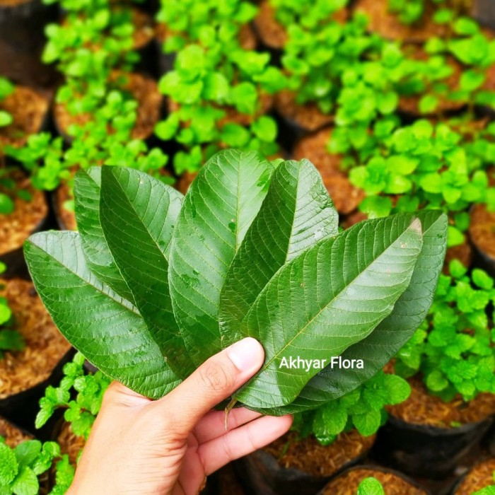 

daun jambu biji harga per lembar per1 pcs,.daun jambu biji harga per lembar per1 pcs,.