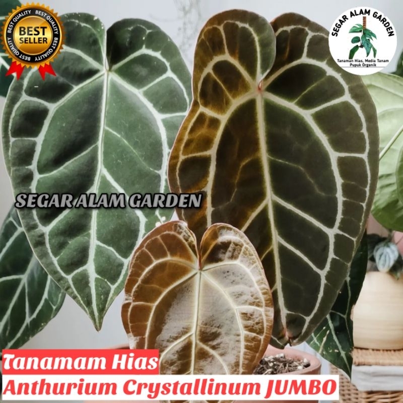 Tanaman Hias Anthurium Crystallinum JUMBO - Anthurium Kuping Gajah Jumbo