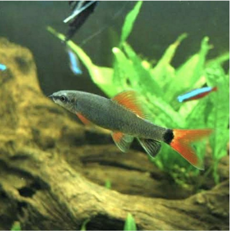 Redfin Shark Ikan Hias Aquarium Aquascape Khusus GOJEK MEDAN