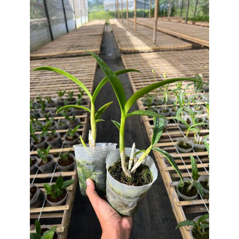 Anggrek Dendrobium King Dragon White