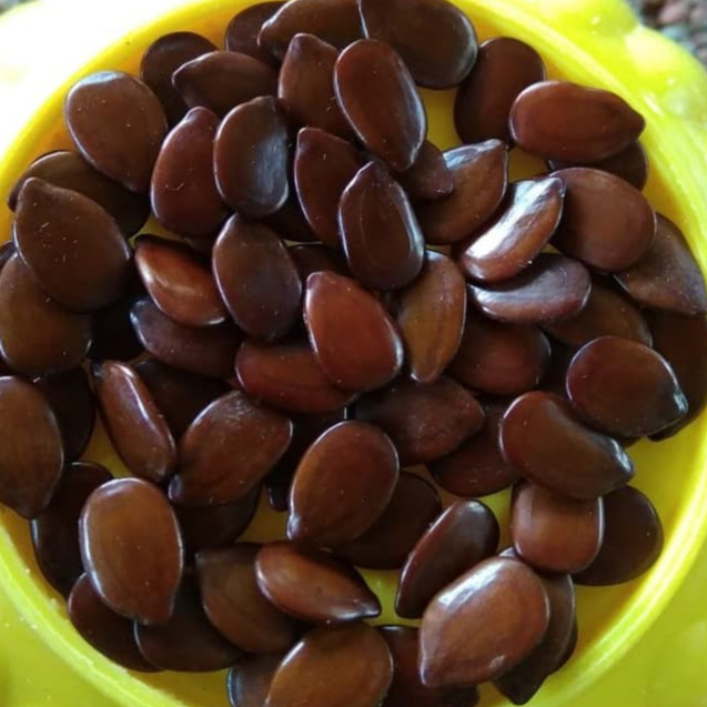 

HERBAL TERBAIK BIJI PETE CINA/PETAI CINA KERING 250 GRAM