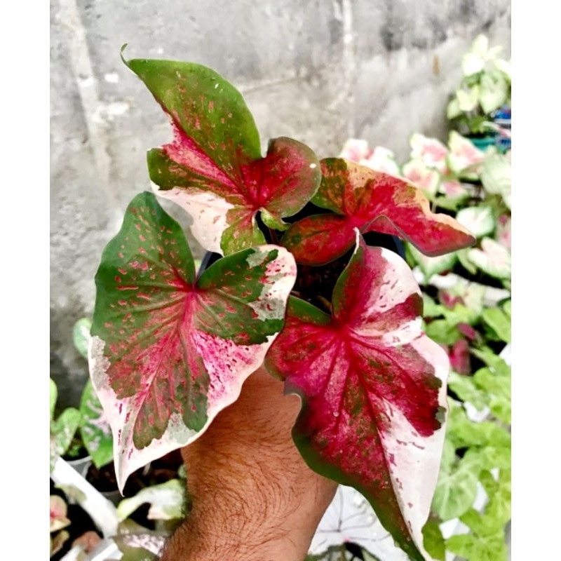 Keladi Hias NPK Tanaman Hias Keladi Caladium NPK Anakan Murah Tanaman Hias Hidup Bunga Hidup Bunga K