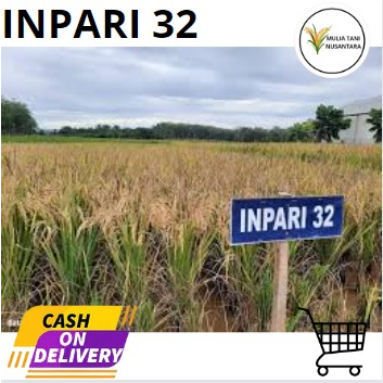 Bibit Padi Unggul Inpari 32 5kg Terbaru