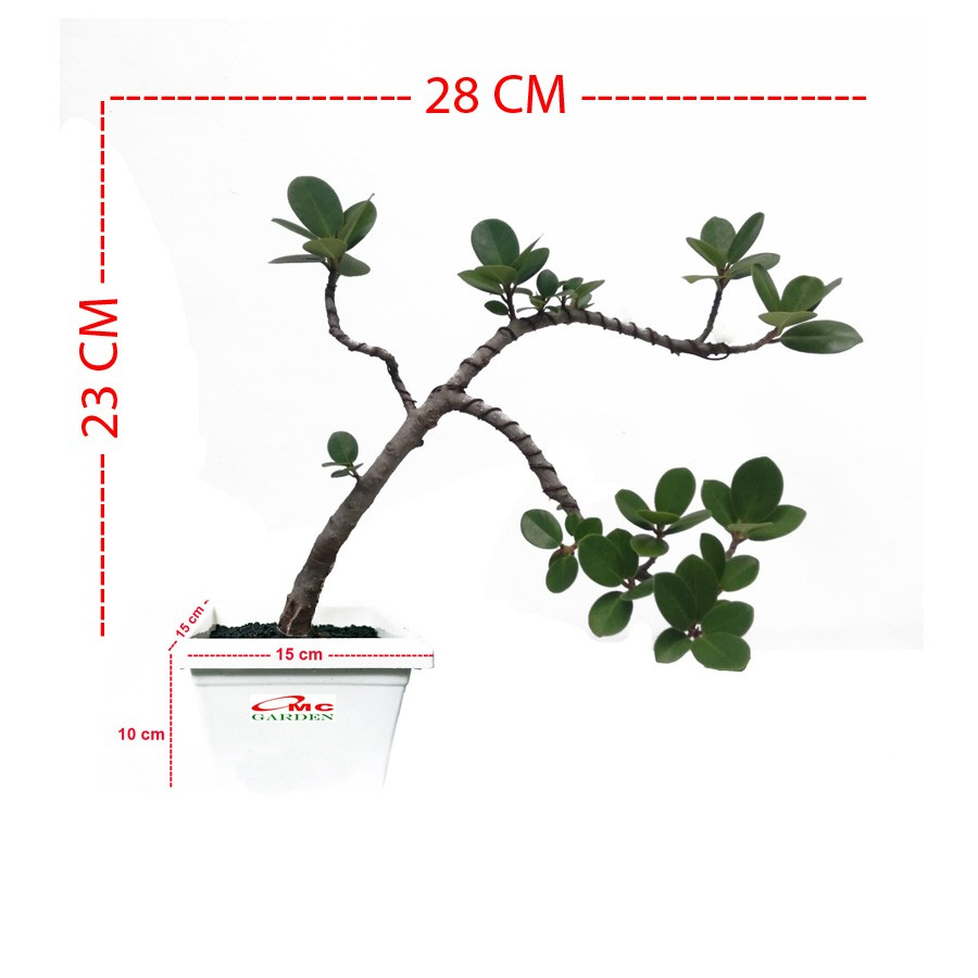 Tanaman Hias Pohon Bonsai Mame Beringin Korea Mini Dolar B-BK-020